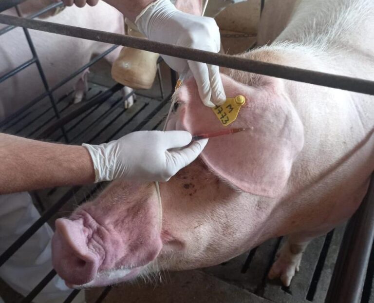 Agrodefesa assume ações de certificação de granjas de reprodutores suínos no estado; confira novas regras