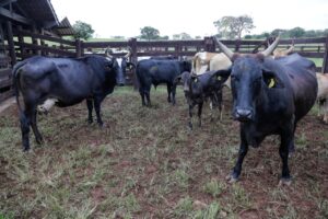 Agrodefesa destaca importância da vigilância permanente para sanidade do rebanho goiano