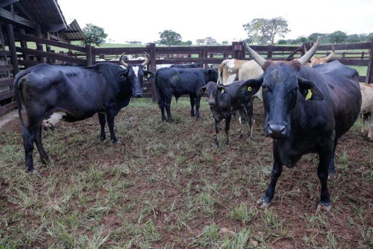 Agrodefesa destaca importância da vigilância permanente para sanidade do rebanho goiano