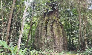Congresso terá sete em cada dez parlamentares contra agenda ambiental
